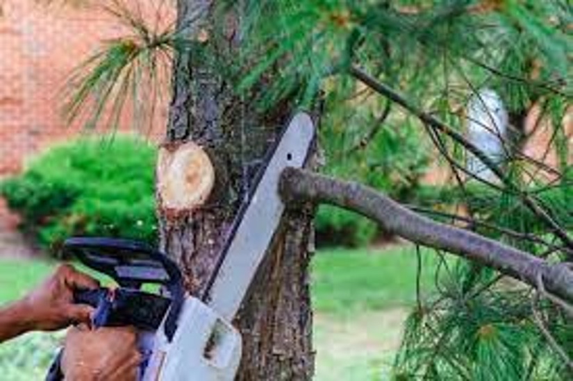 Cutting Edges: A Comprehensive Guide To Modern Tree Removal Services