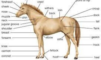 Horse Info: Characteristics, Breeds, and Features
