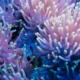 An Aquarium Owner's Guide to Anemone Food