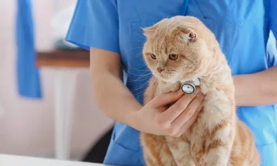 Choosing The Best Veterinarian For Your Beloved Cat: A Comprehensive Guide