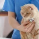 Choosing The Best Veterinarian For Your Beloved Cat: A Comprehensive Guide