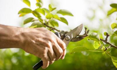 The Benefits of Pruning Trees