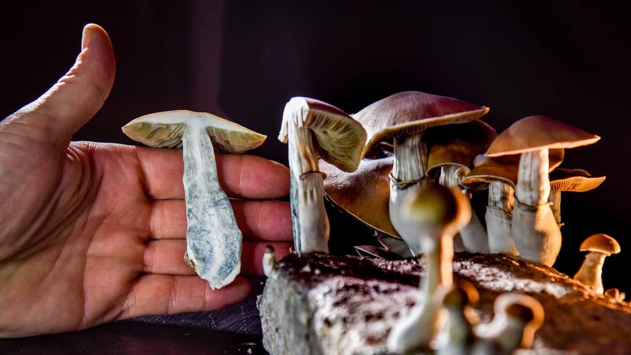 Mushroom Microdosing: What It Is and How It Works