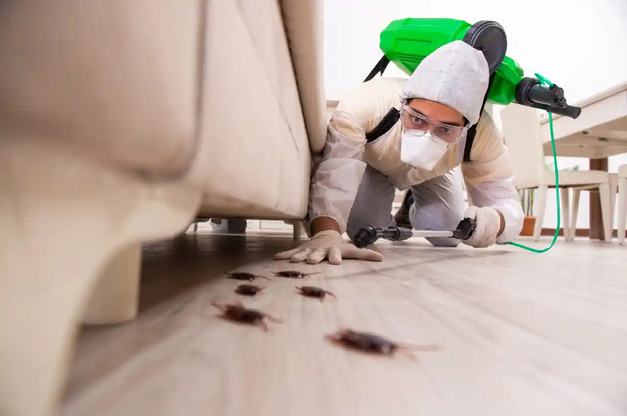 What Do Bed Bug Droppings Look Like?