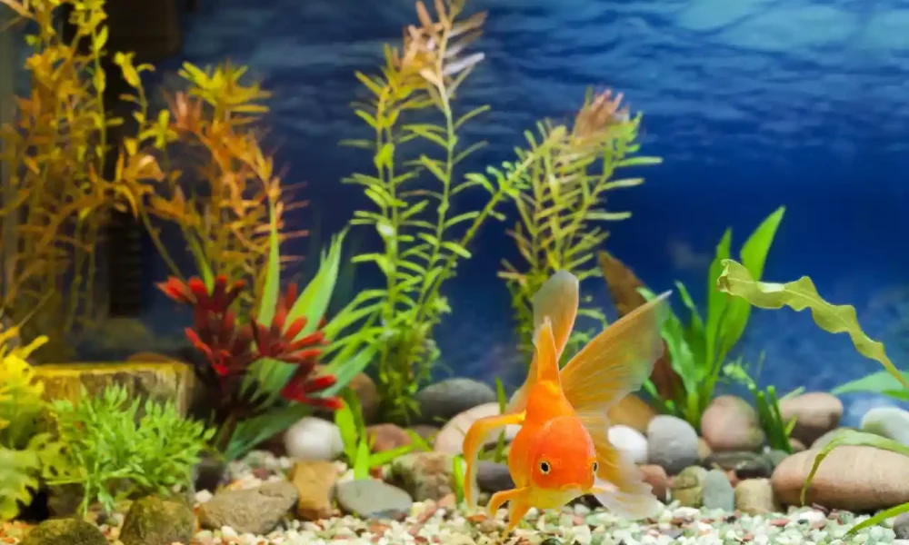 Fresh Look at The Essential Guide How Often Should You Clean Your Fish