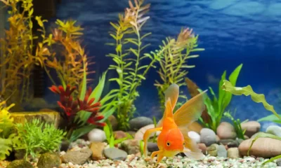 The Essential Guide: How Often Should You Clean Your Fish Tank?