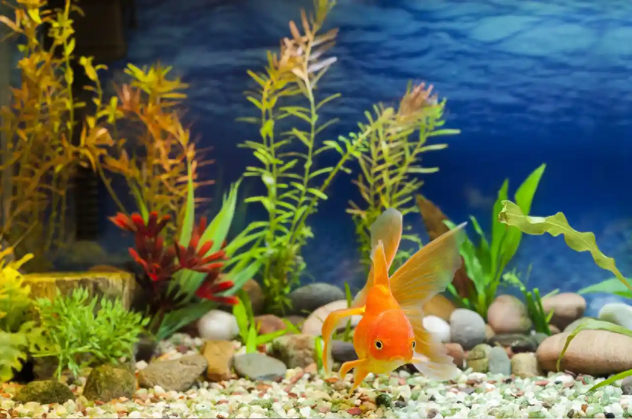 The Essential Guide: How Often Should You Clean Your Fish Tank?