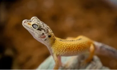 The Basics of Caring for Your Gargoyle Gecko: A Guide for Beginners