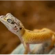 The Basics of Caring for Your Gargoyle Gecko: A Guide for Beginners