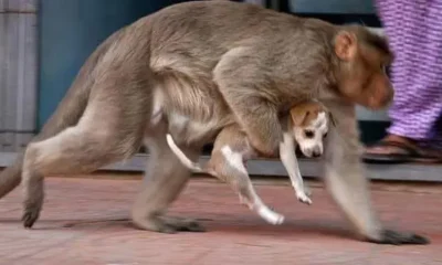Monyet Lagi Panco: The Endearing World of Malaysian Gibbons