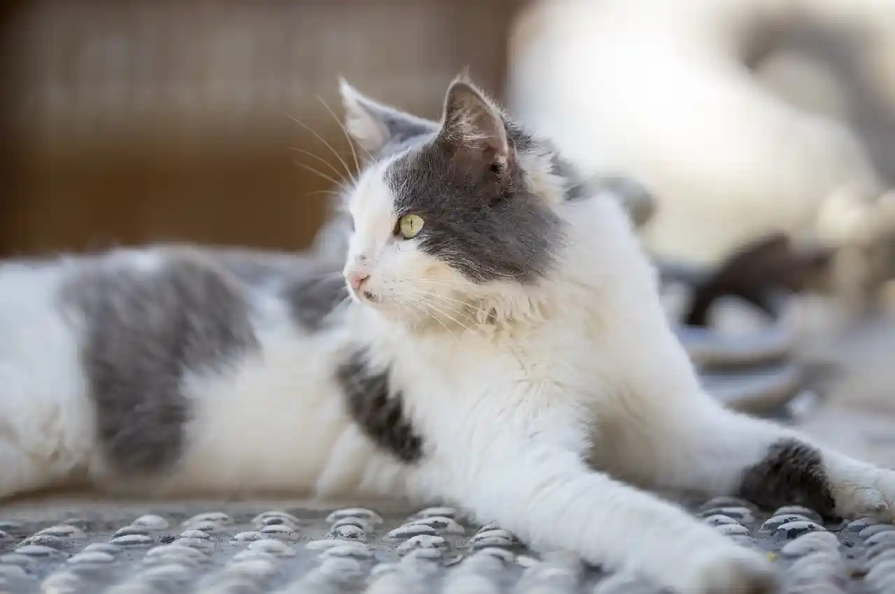 The Fur Factor: What's Behind Your Cat's Oily Coat?