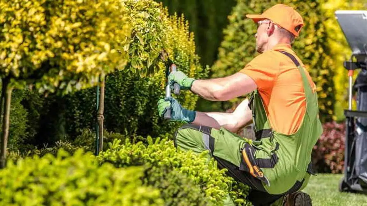 Choosing the Perfect Landscaping Company: Your Essential Guide for Property Perfection