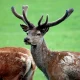 Beyond Trophy Hunting: The Ethical and Sustainable Use of Mule Deer Antlers
