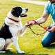 Mastering Manners: The Expertise of an Exceptional Dog Trainer