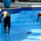 Splash-Ready: Unlocking the Full Potential of Your Pool with Expert Cleaning