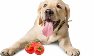 Can Dogs Have Tomatoes?