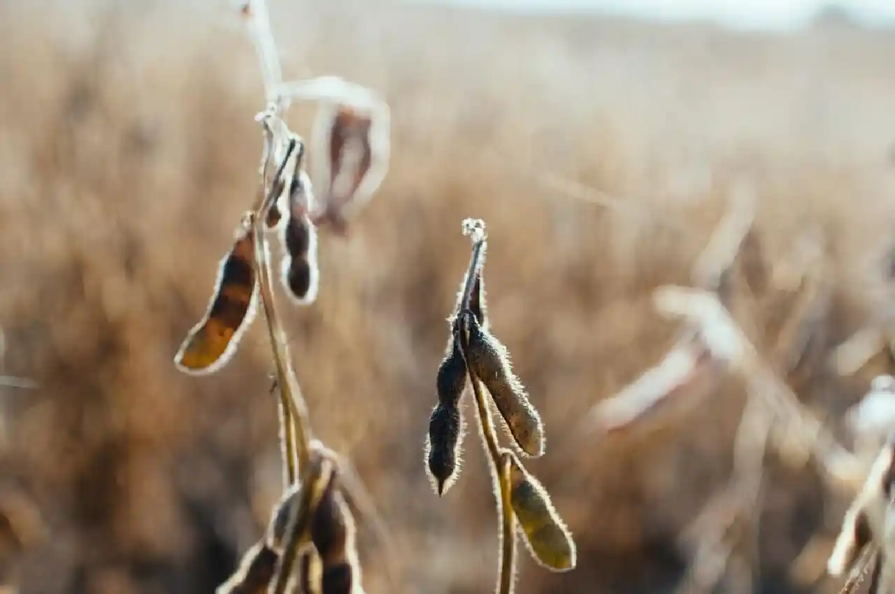 The Role of Soybean Fields in Sustainable Agriculture