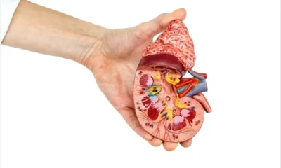 Nurturing Your Kidneys: The Cornerstone of Vital Health
