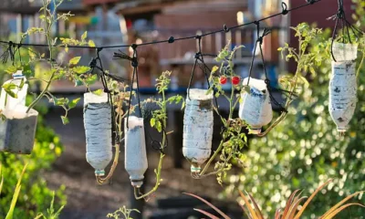 Transform Your Garden with Creative Upcycling: Trellises and Fences from Discarded Items