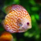 Expert Tips for Keeping Your Brightly Colored Fish in Top Condition