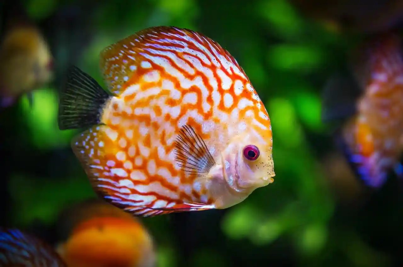 Expert Tips for Keeping Your Brightly Colored Fish in Top Condition