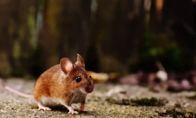 Effective Techniques for Rodent Exclusion: The Ultimate Guide