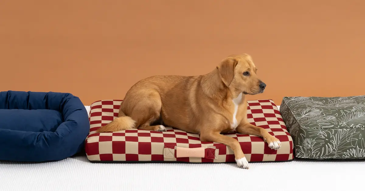 XL Dog Bed Essentials: Providing Ample Space and Support for Your Furry Friend