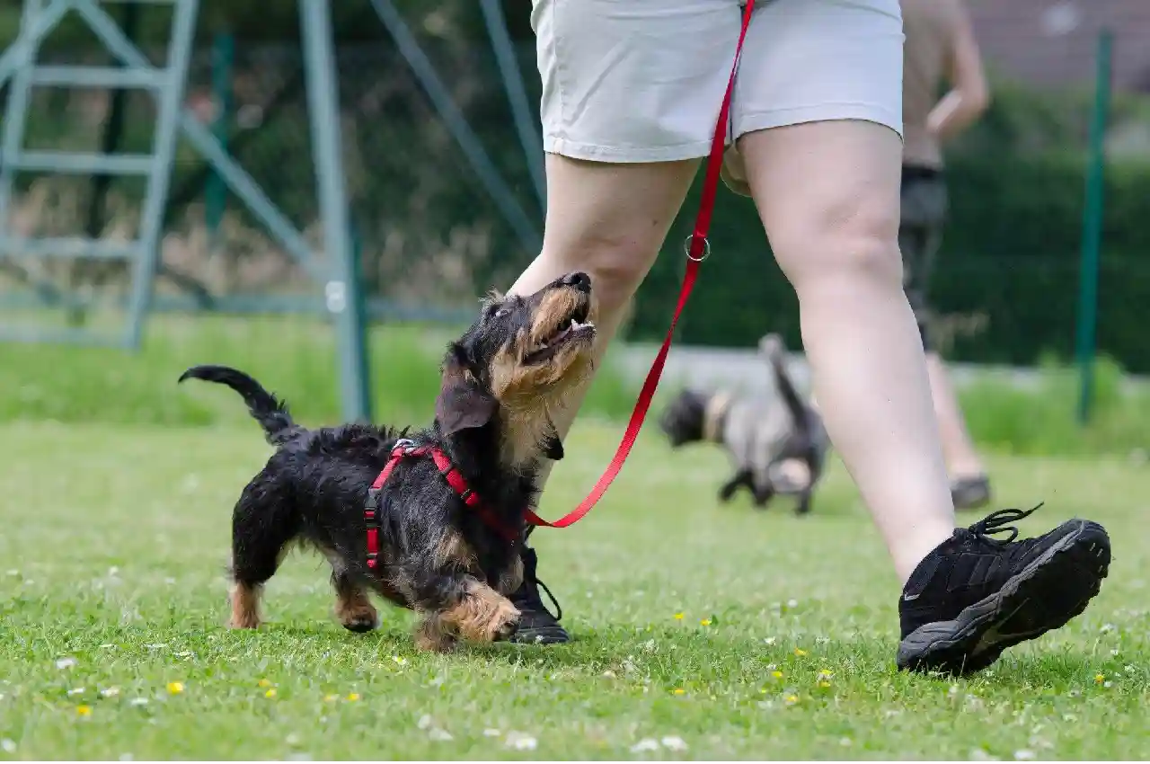 Incorporating Dog Training Bells into Your Daily Routine: A Step-by-Step Guide