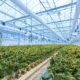From Barns to Greenhouses: Innovations in Farm Lighting Technology