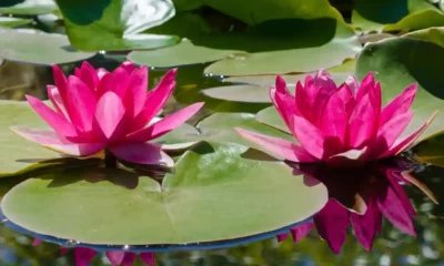A Guide to Different Types of Pond Water Plants From Lily Pads to Water Hyacinth