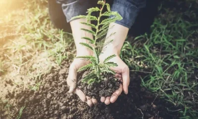 Volunteer at a Reforestation Camp: Transforming Lives and Our Planet