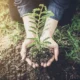 Volunteer at a Reforestation Camp: Transforming Lives and Our Planet