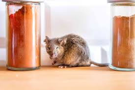 Protect Your Home: Effective Strategies for Rodent Control