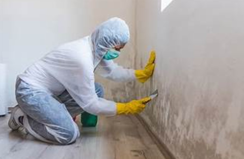 The Importance of Professional Mold Removal Services