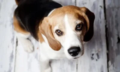 From Claws to Paws: How to Find the Perfect Durable Pet Flooring