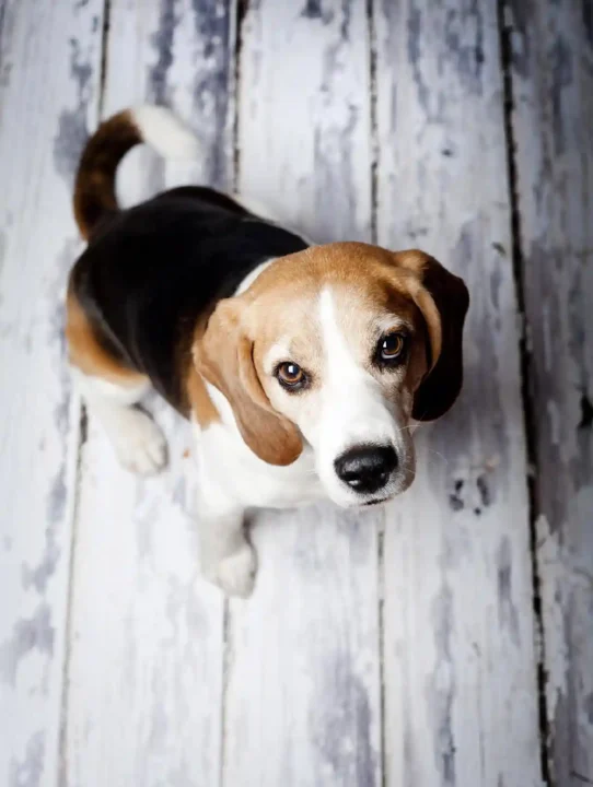 From Claws to Paws: How to Find the Perfect Durable Pet Flooring
