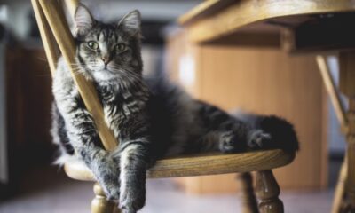 Creating a Cat-Friendly Home: 5 Tips for Integrating Your Feline into Modern Living Spaces