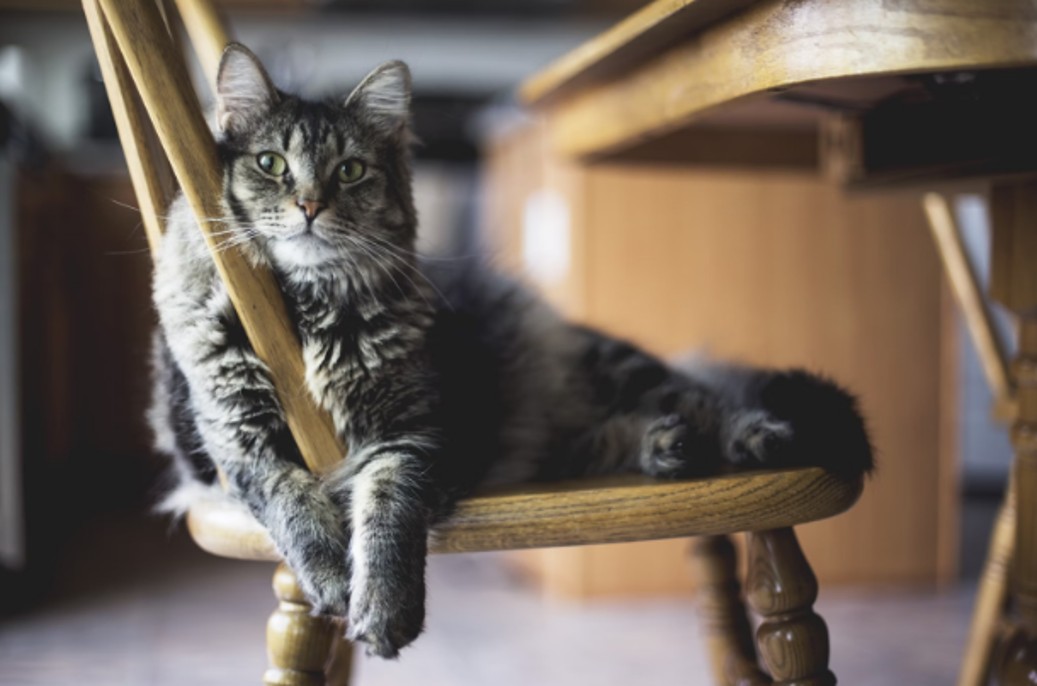 Creating a Cat-Friendly Home: 5 Tips for Integrating Your Feline into Modern Living Spaces