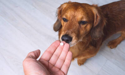 How to Choose the Best Supplements for Your Pet