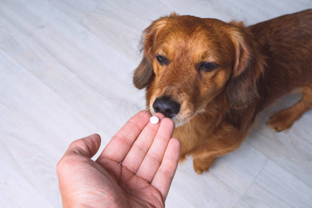 How to Choose the Best Supplements for Your Pet