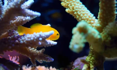 When Selecting and Caring for a Reef Tank Clean Up Crew