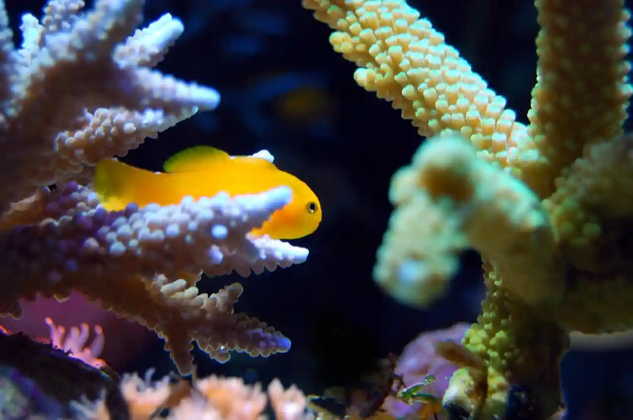 When Selecting and Caring for a Reef Tank Clean Up Crew