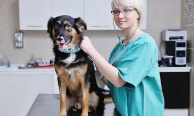 Must-Have Tools for Mobile Groomers in Animal Care Jobs