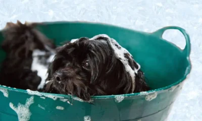 The 6 Best Dog Bath Accessories for a Stress-Free Bath Time