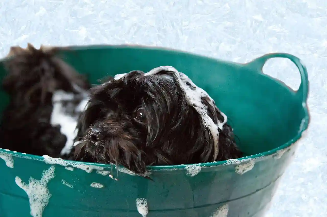 The 6 Best Dog Bath Accessories for a Stress-Free Bath Time