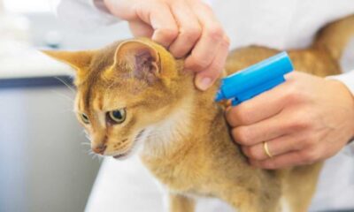 What to Expect When Your Cat Gets Microchipped