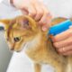 What to Expect When Your Cat Gets Microchipped