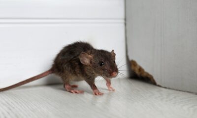 Inside the Walls: How Insects and Rodents Exploit Hidden Structural Weaknesses