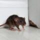 Inside the Walls: How Insects and Rodents Exploit Hidden Structural Weaknesses