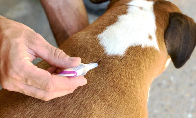 How to Protect Your Home and Pets from Fleas and Ticks All Year Round